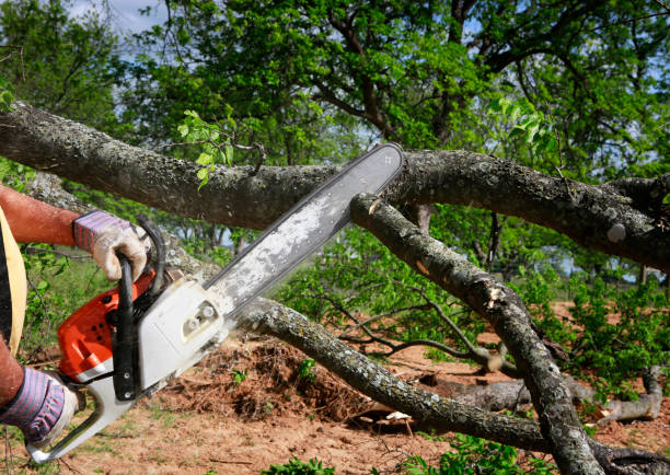 Best Tree Preservation Services  in Iyanbito, NM